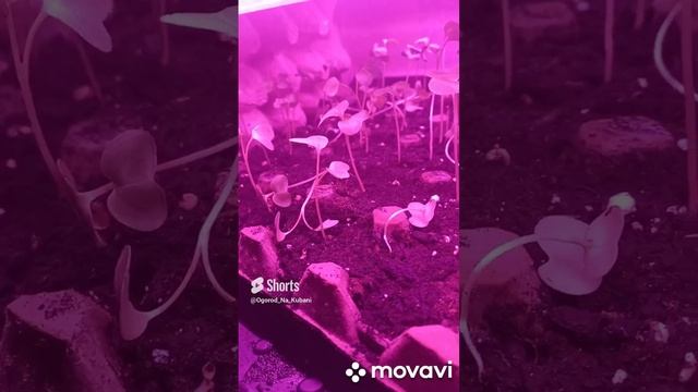 РЕДИС В ДОМЕ 6Й ДЕНЬ. ОГОРОД НА КУБАНИ. shorts# смотреть онлайн