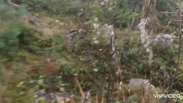 Сбор ягод в Карелии. День 66. Брусника. смотреть онлайн