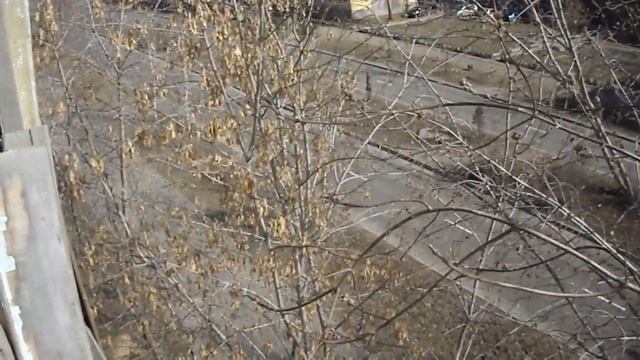 Скоро лето. Набухли на деревьях почки. смотреть онлайн