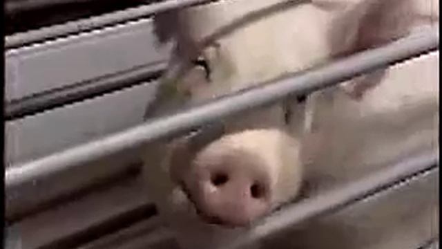 Nana Pacific Corporation - New York Tainan Court | Tamsui Precinct - District Prosecutors Office смотреть онлайн