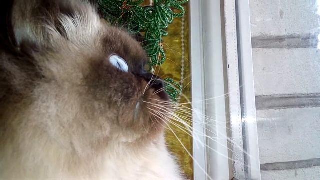 Кошка и голуби. Кошка и голуби за окном. Персидская кошка смотреть онлайн