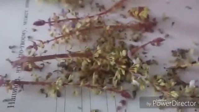 Домашние семена колеуса смотреть онлайн