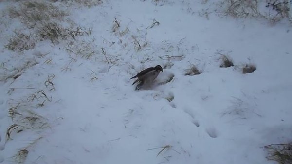 Ястреб мышкует (Goshawk cautch mouse)