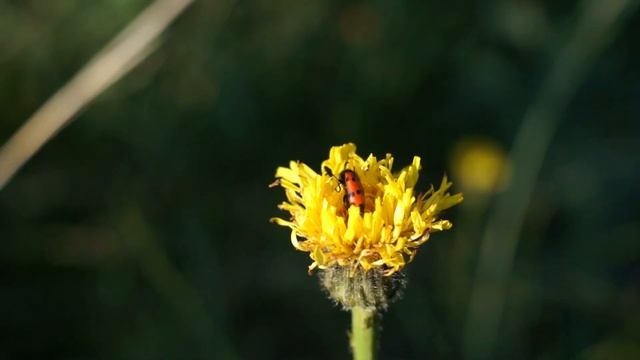 Sony SLT-A55V + Helios-44-2 Тест Видео Mp4