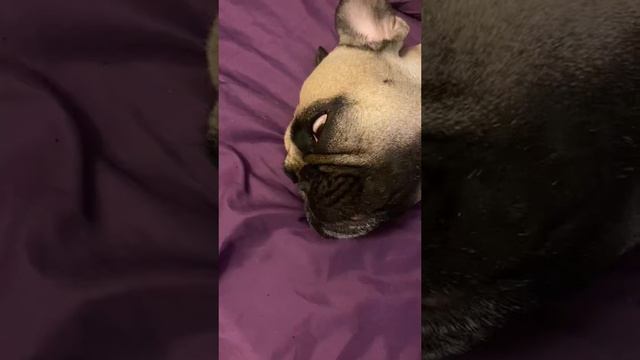 #французскийбульдог #frenchbulldog #рек #рекомендации #собакаприколы смотреть онлайн