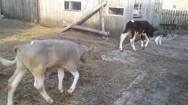 Самые маленькие телята!Жара! смотреть онлайн