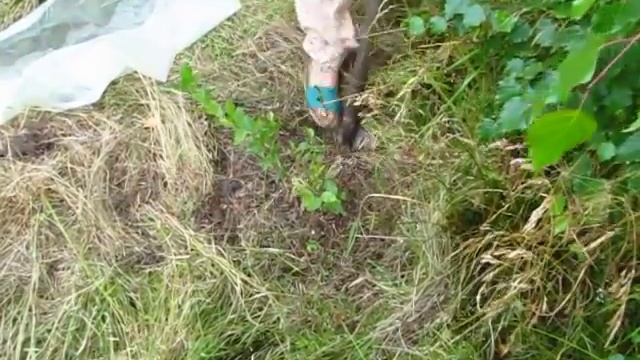 лохина голубика   як пересадити літом