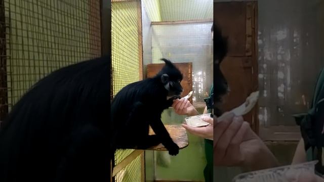 Кормление обезьяны в контактном зоопарке