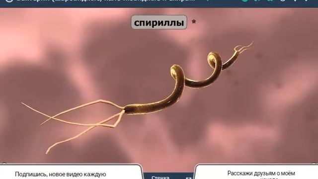 Бактерии, ознакомительная лекция смотреть онлайн
