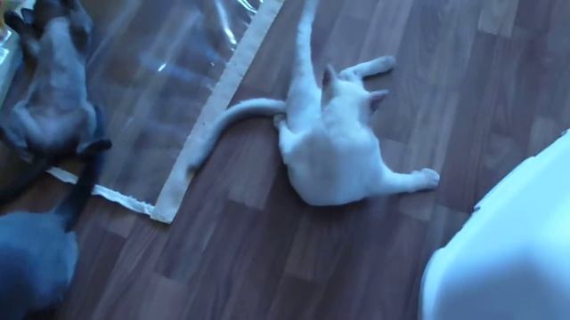 будни питомника тонкинских кошек Корнелита смотреть онлайн