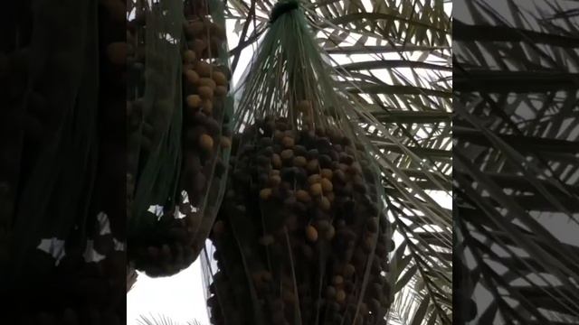 Как растут финики на пальме? смотреть онлайн