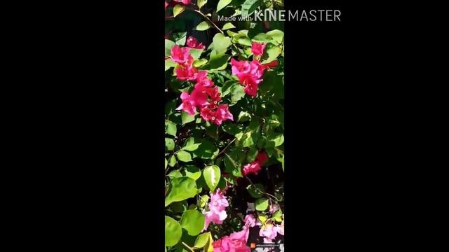 Gumamelas/bougainvillea's смотреть онлайн