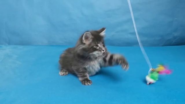 Котенок норвежской лесной кошки Gandalf Viking Heritage*RU 7 недель смотреть онлайн