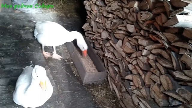 Гуси ходят в огороде. смотреть онлайн