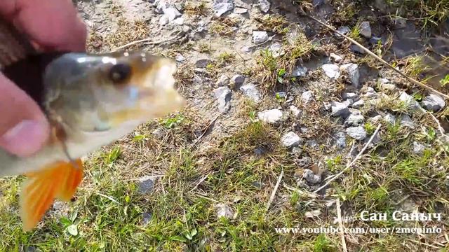 Ловля окуня на оснастку сплит шот смотреть онлайн