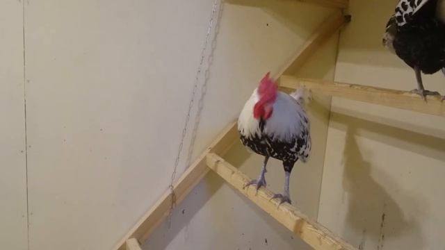 Куры гамбургские смотреть онлайн