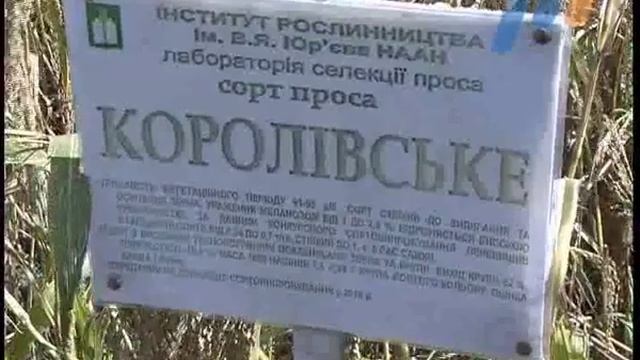 Просо - культура со стабильным урожаем смотреть онлайн