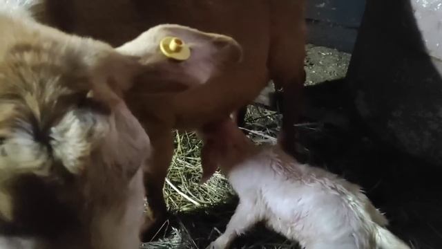 Коза родила,я её не заметила.Большой козёл оказался девочкой.Наглые соседи.Мою вымя.Сдаиваю смотреть онлайн