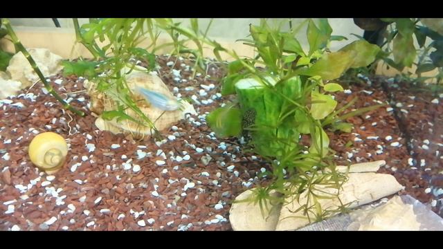 Кто тут любит овощи?///Кормим сомов и креветок огурцом///История одной криветки или сомы против смотреть онлайн