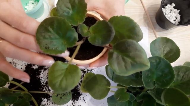Как пересадить фиалки от листа??? смотреть онлайн