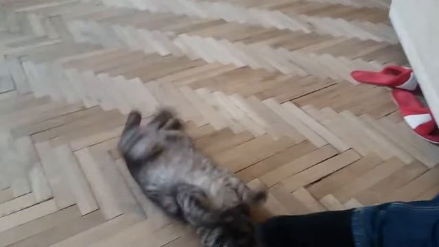 Как завести киску^_^ смотреть онлайн