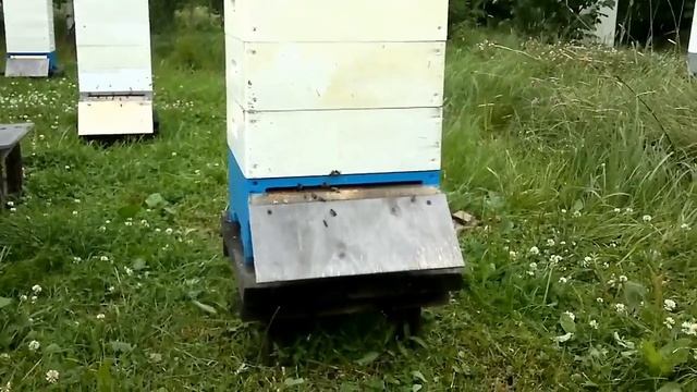 Вывод семьи из роевого состояния смотреть онлайн
