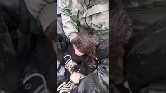 Медвежата смотреть онлайн