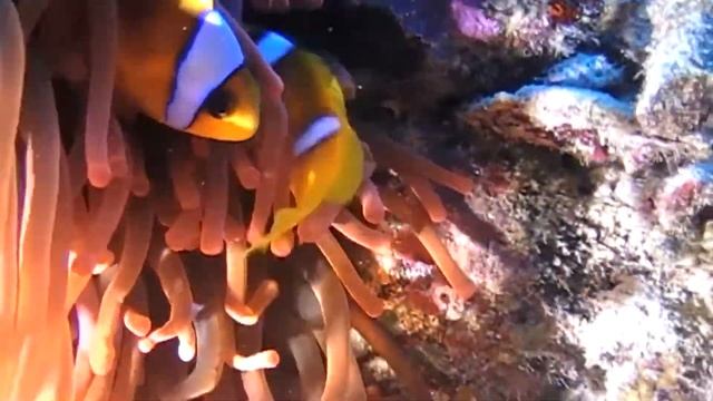 Видеофон морские обитатели - рыбка клоун на своей волне смотреть онлайн