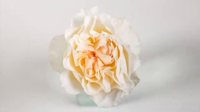 EUGENIE ROSE HD смотреть онлайн
