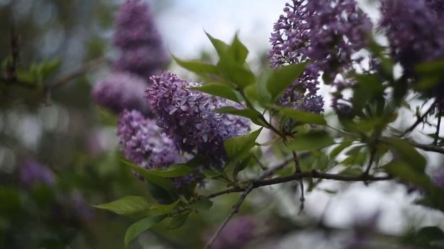 HELIOS 44M/Обзор и тест