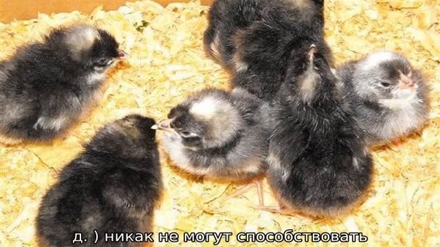 Андалузская голубая порода кур смотреть онлайн