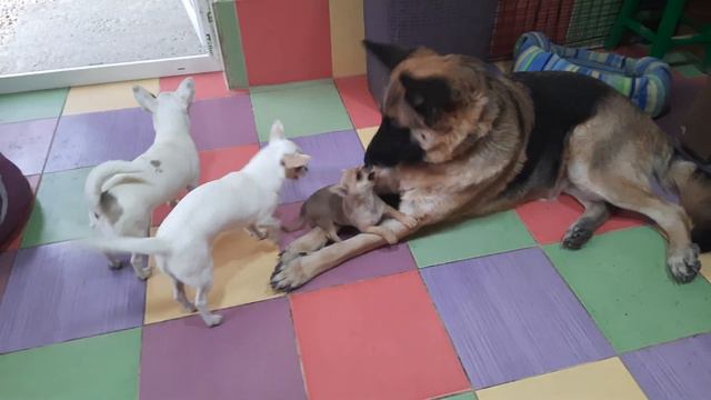 здоровая и больная психика у чихуахуа,щенки и собаки питомник Кастропуло Крым Симферополь смотреть онлайн