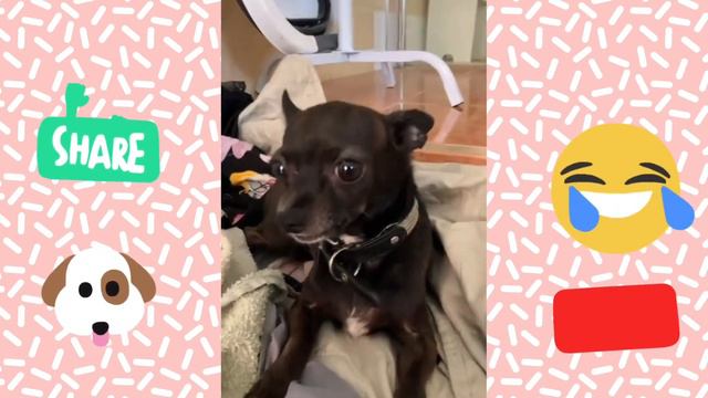 Mreviatar Louis Ozeri /#louisozeri /LOUIE CHIHUAHUA/Louis The Chihuahua Videos #mreviatarlouie