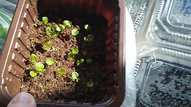 Как вырастить Примулы Бегонии из семян. смотреть онлайн