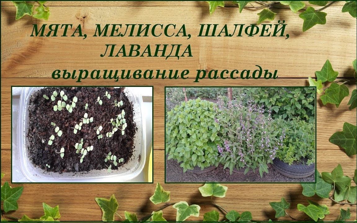 Мята, мелисса, шалфей, лаванда выращивание из семян смотреть онлайн