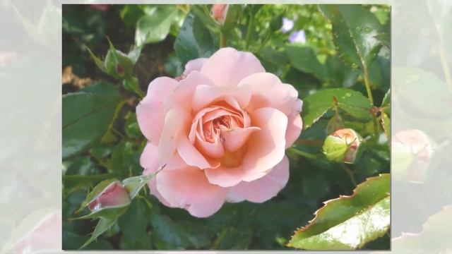 Botticelli Rose Meilland смотреть онлайн