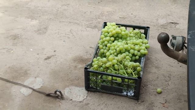 Виноград Валек 03.08.2022 смотреть онлайн