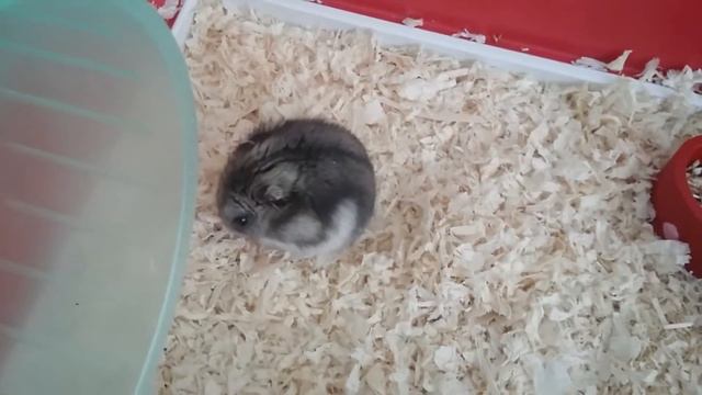 День Святого Валентина❤❤❤ смотреть онлайн
