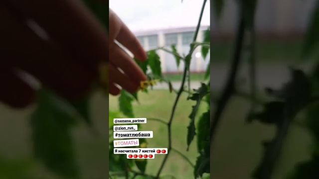 Томат #любаша, опытение в домашних условиях. смотреть онлайн
