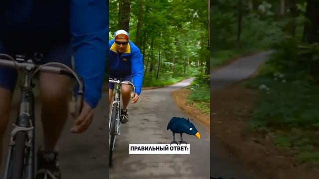 Загадка №12. Загадка про ворону. смотреть онлайн