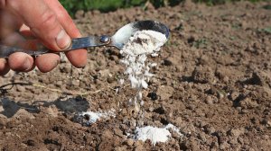 Октябрь - время избавиться от проволочника навсегда. Как бороться с проволочником?