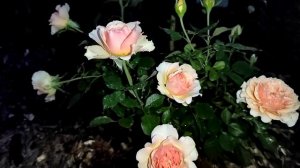 роза  Таити  (вечерняя съёмка)