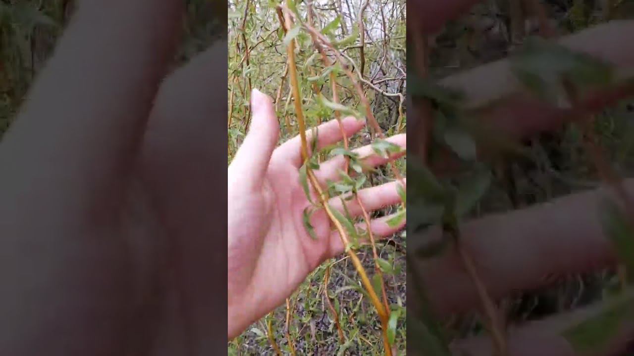 #СквозьВремя Тарас Присяжнюк смотреть онлайн
