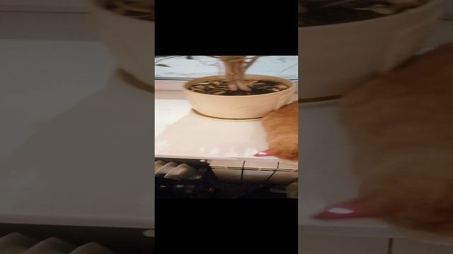 VID_20240223_201106.mp4