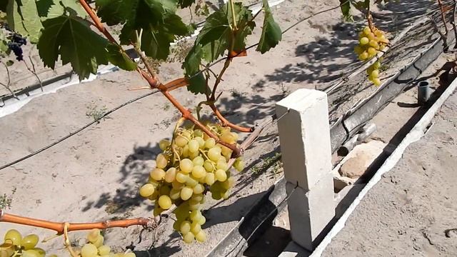 Три крупноплодных (желтые) сорта винограда. Беларусь. смотреть онлайн