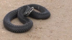 ПАМЯТКА по безопасности при встрече со змеями