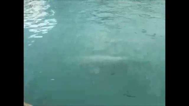 ОЧЕНЬ СМЕШНО ! ЖИВОТНЫЕ ПРИТВОРЯЮТСЯ "МЕРТВЫМИ" смотреть онлайн