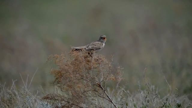 "Как мало нужно для счастья !!! ( мой стих ) смотреть онлайн