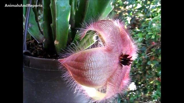 Stapelia gigantea | Succulent смотреть онлайн