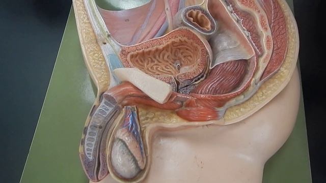 Basic anatomy of the male reproductive system смотреть онлайн